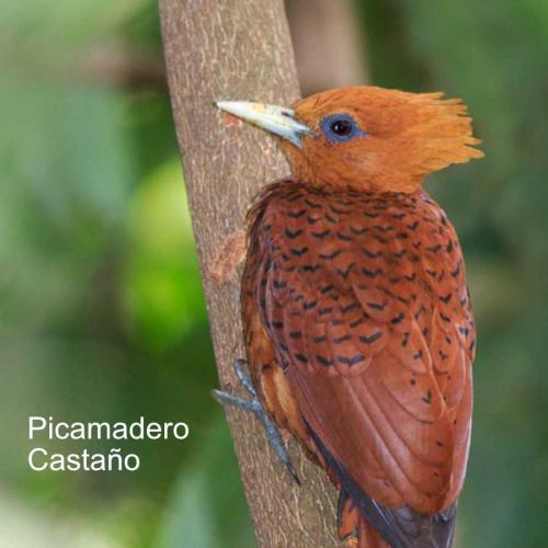 Afiliación Picamadero Castaño