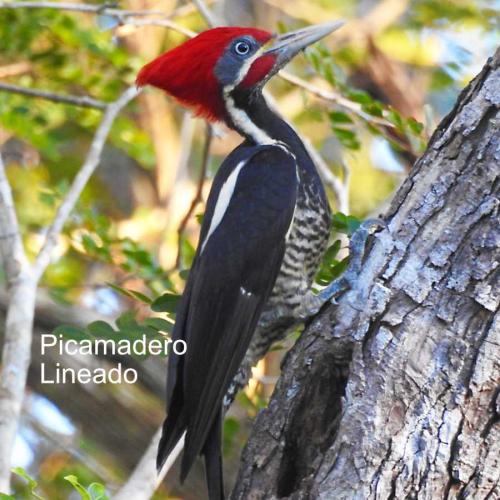 Encomienda del Picamadero lineado