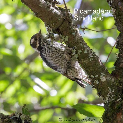 Encomienda del Picamadero de strickland