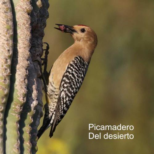Encomienda del Picamadero del desierto.